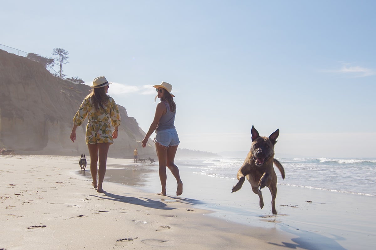 Dog friendly beaches nearby